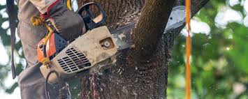 How Our Tree Care Process Works  in  Fenton, MO