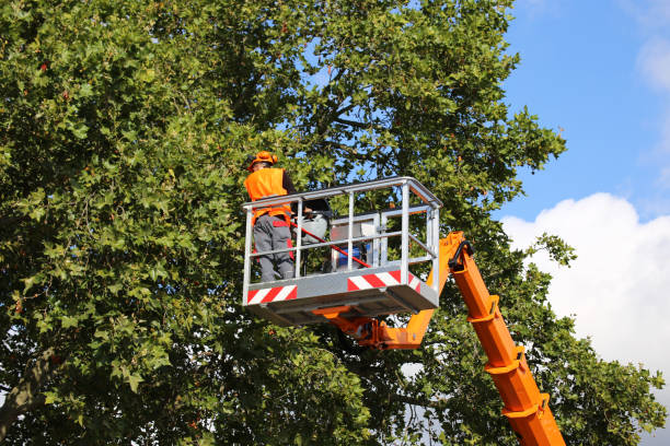 Tree and Shrub Care in Fenton, MO